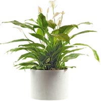 Spathiphyllum