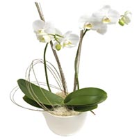 Phalaenopsis