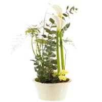 Callas Arrangement