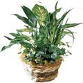 Green Plant Arrangement