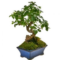 Bonsai