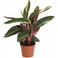 Calathea