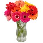 Gerbera Daisies