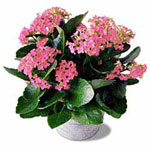 Pink Kalanchoe