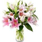 Pink Stargazer Lilies 