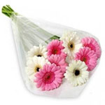Exotic White and Pink Gerberas of New Year Light