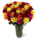 Charming 36 Multicolored Roses for Christmas