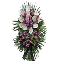 White-pink crown