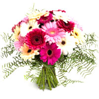 Great Gerberas