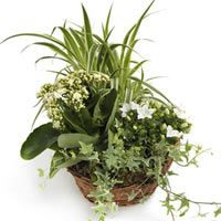 Green Garden Mix