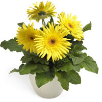 Red Gerbera in a pot