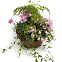 Pink Plant mix
