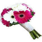 Blushing Festive Season Gorgeous Gerbera