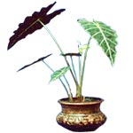 Alocasia