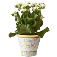 Easter Kalanchoe