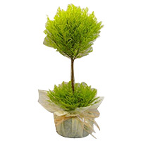 LIGHT Cypress
