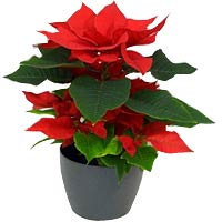 New Year STAR BOY SELL PER 