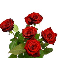 ROSES FESTIVAL 5 PACK