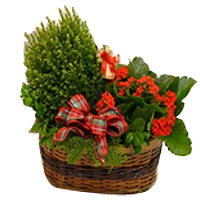 10 PLANTING