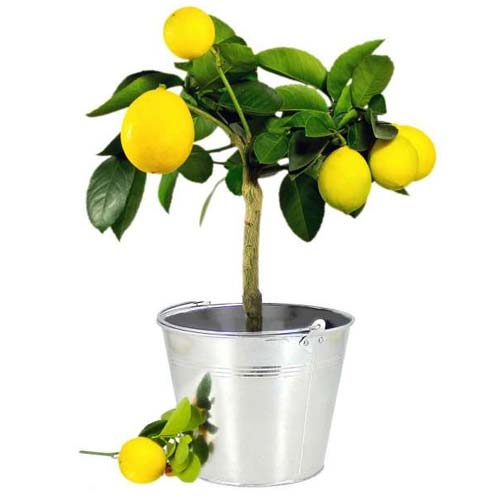 Attention Getting Round Zinc Pot of Lemon Tree