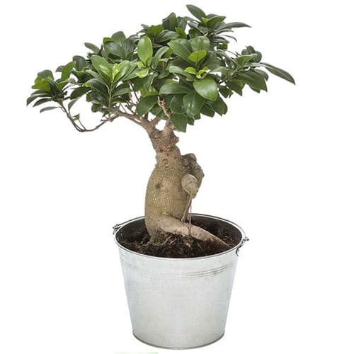 Vibrant Natural Delight Bonsai Ginseng Plant