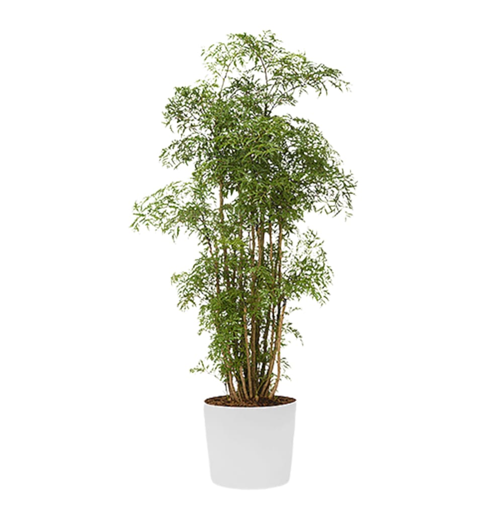 Gift With Aralia Plant