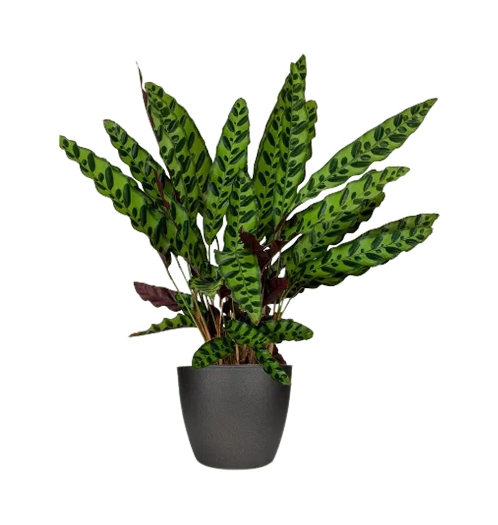 Special Calathea Lancifolia Surprise