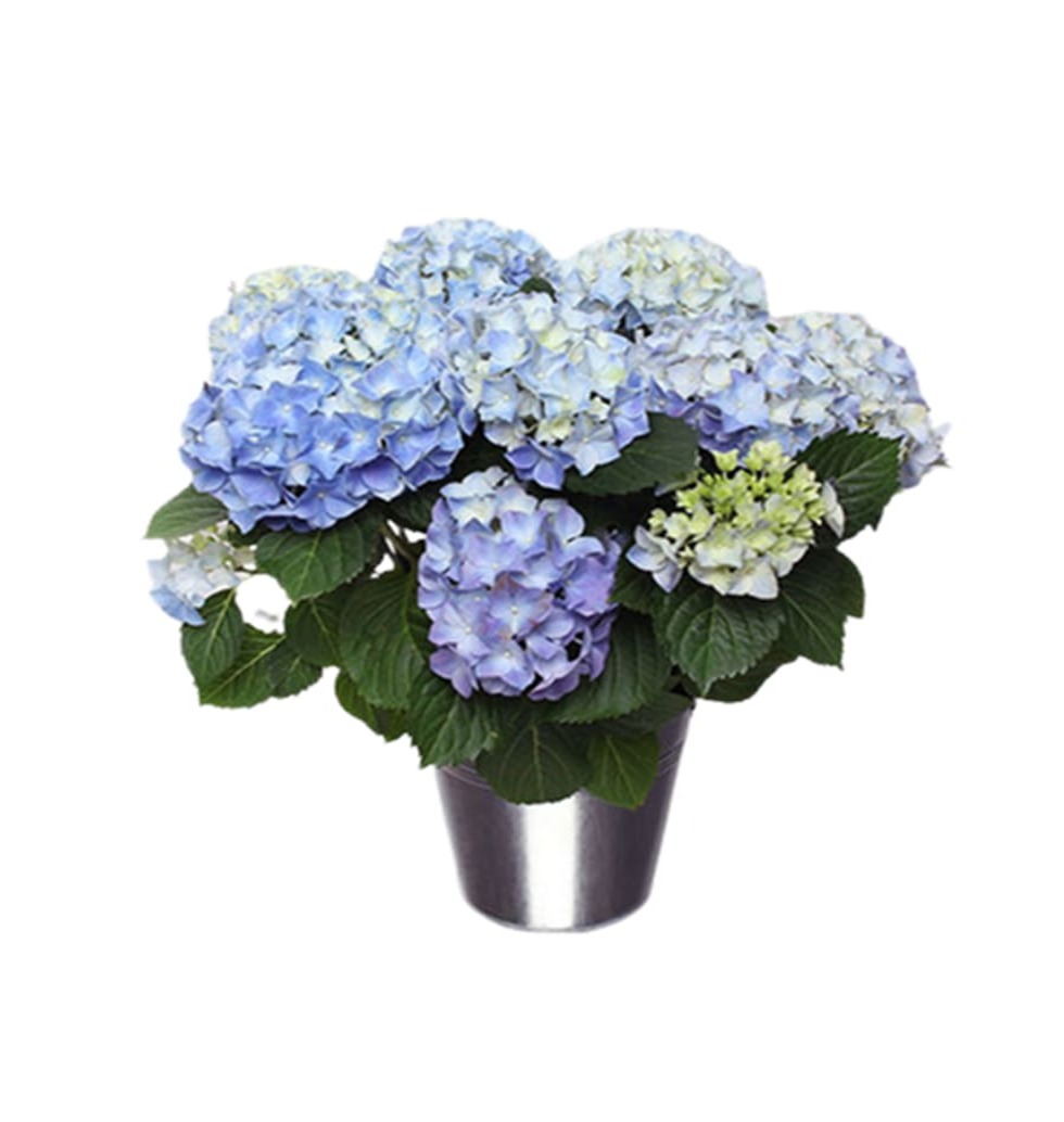 Hydrangeas are very attractive looking flowing pla......  to krefeld_germany.asp