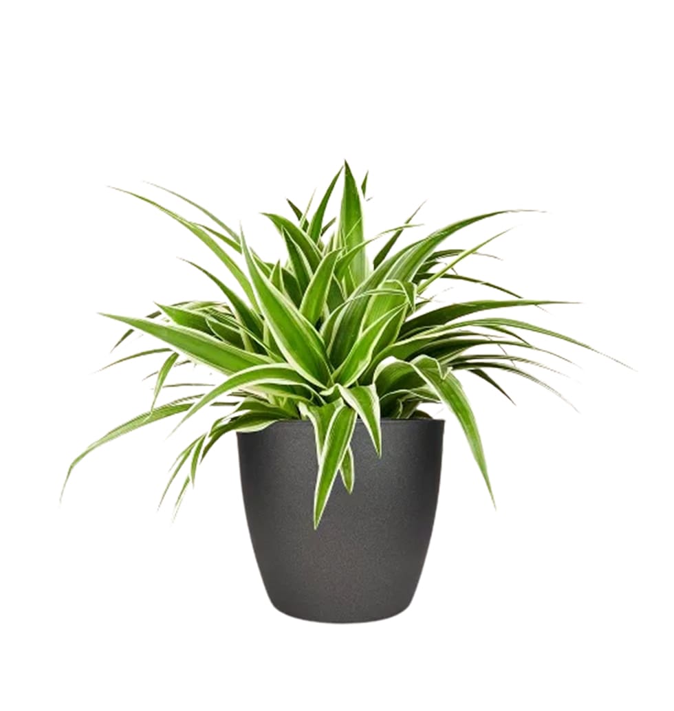 Nurture Spider Plant with Love