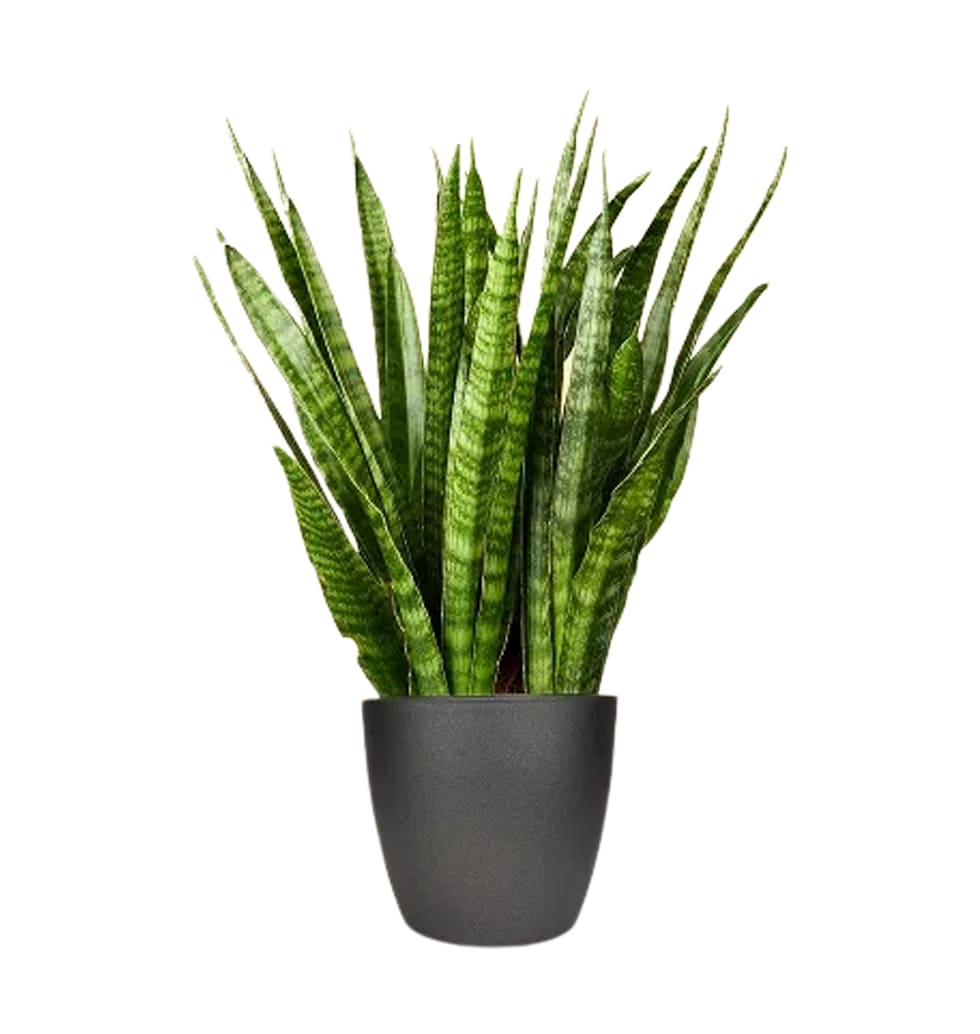 Sansevieria kirkii, found alone in Africa, is a su......  to bad honnef_germany.asp