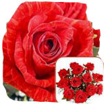 Includes one dozen extra long stemmed Red Roses ac...