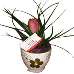 Tillandsia Plant