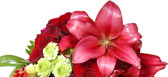 More Flowers to Tonga