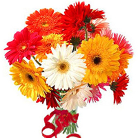 Colorful 12 Gerberas Bouquet