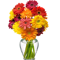 Colorful12 Gerbera Basket / Vase