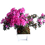 Azalea - Flowering plant. A go