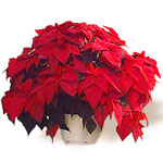 Beautiful red Poinsettia plant...