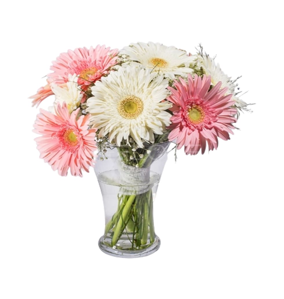 An Elegant Arrangement Of Gerberas