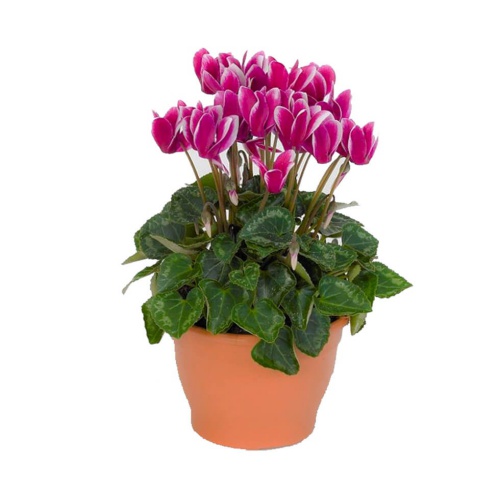 The cyclamen plant, the top choice for quilters, i......  to baia