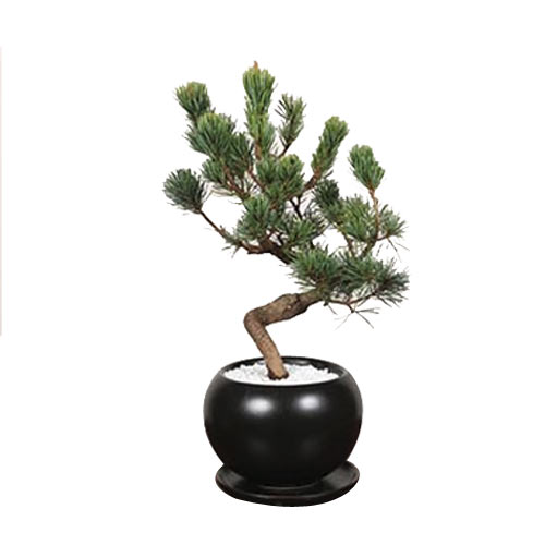 Captivating Pinus Parviflora Bonsai in Pot