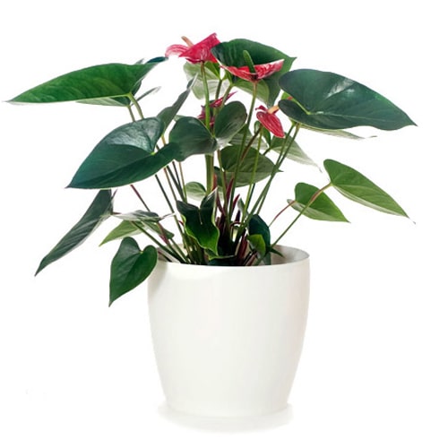 Elegant Tropical Plant with Delight