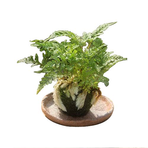 Pristine Moss Ball Fern Plant in Porcelain Plate