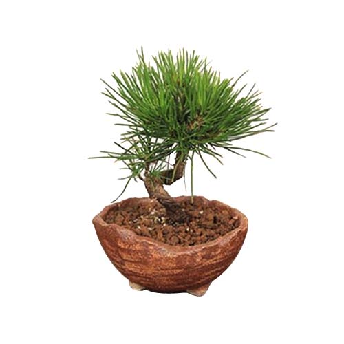 Elegant Japanese Black Pine Bonsai Plant in Pot