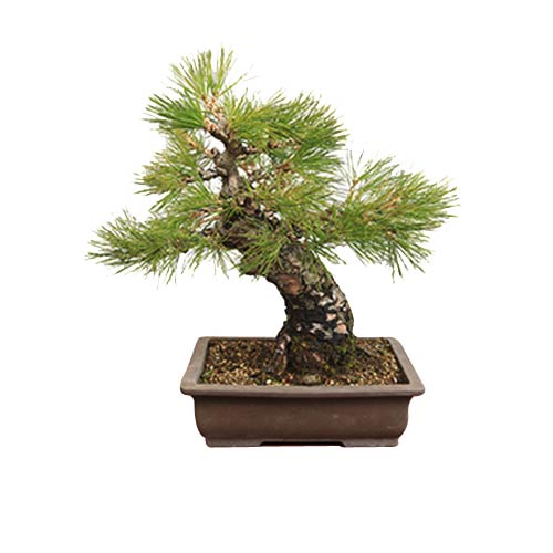 Attractive Japanese Black Pine Bonsai Plant in Pot