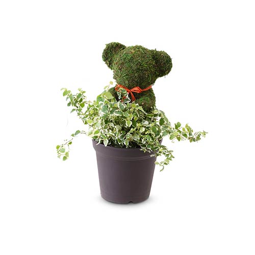 Impressive Bear Decorated Moss Plant