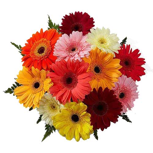 Fashionable 12 Gerberas