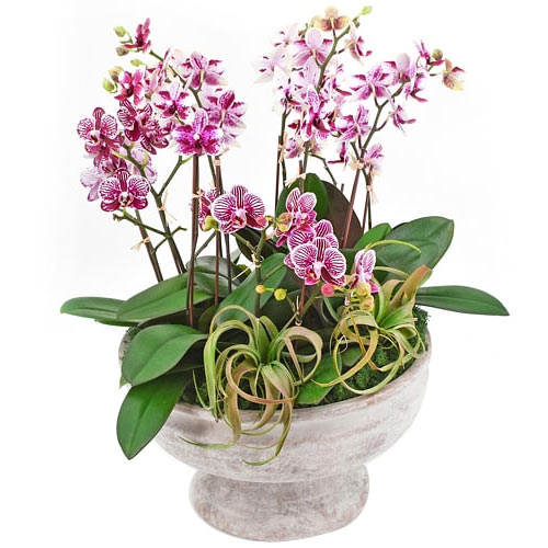 Enchanting Orchids of Mini Pink Dendrobium
