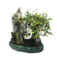 Mini Bonsai<style>.a