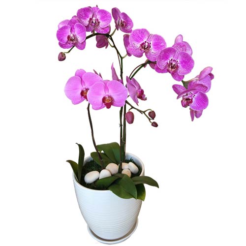 Attention-Getting Purple Phalaenopsis Orchid (3 Stem) with Whitaker White Vase
