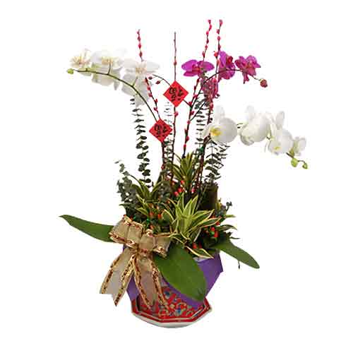 Silky Festive Gift of Phalaenopsis Orchids in Nyonya Porcelain Pot